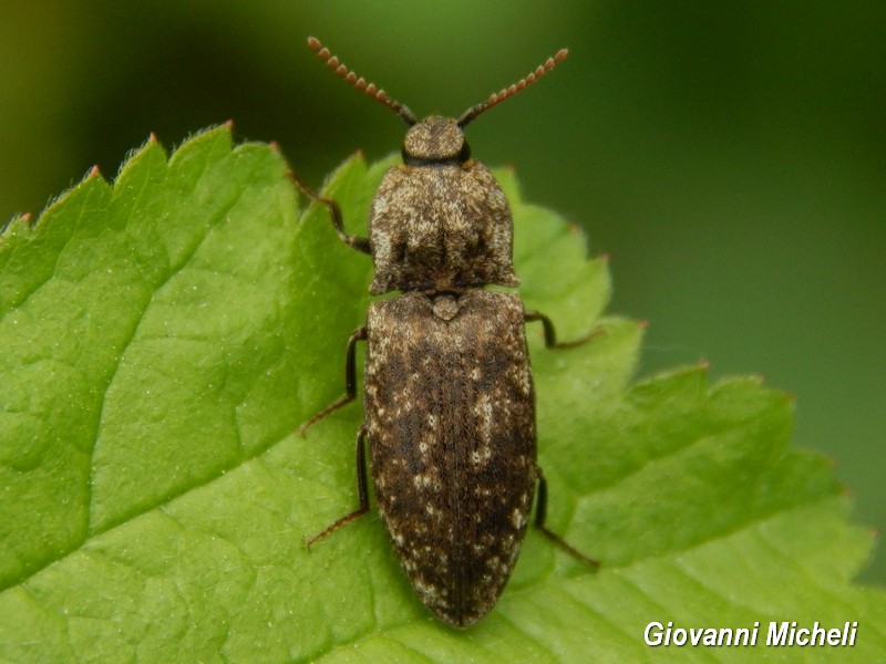 Agrypnus murinus, Elateridae